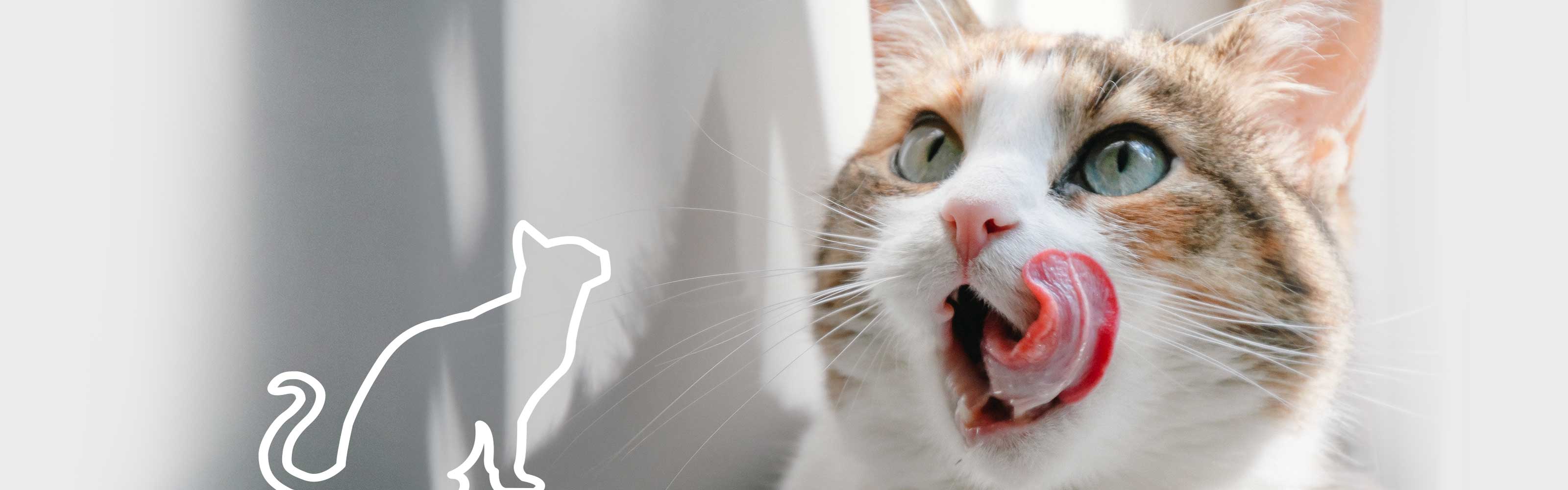 Croc Form croquette chat